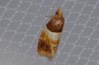 Epinotia festivana