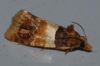 Epinotia festivana