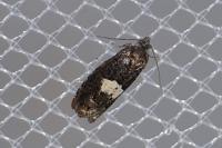 Epiblema gr. sticticana