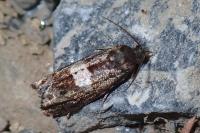 Epiblema gr. sticticana