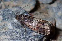 Epiblema gr. sticticana