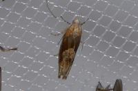 Eucosma gr. cana
