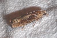 Eucosma gr. cana
