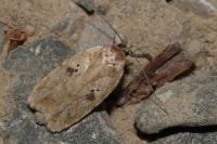 Agonopterix