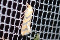 Aethes margaritana