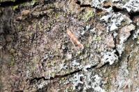 Cameraria ohridella