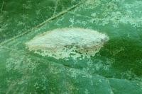 Phyllonorycter platani
