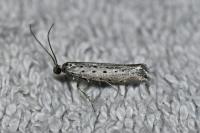 Yponomeuta sedella