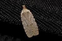 Agonopterix gr. adspersella