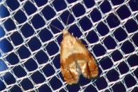 Cochylidia rupicola