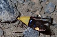 Oecophora bractella