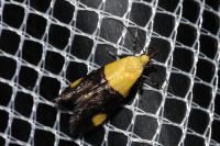 Oecophora bractella
