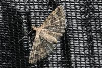 Alucita hexadactyla/bidentata
