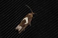 Epiblema foenella