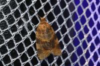 Epagoge grotiana