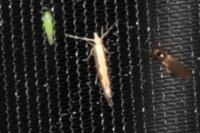 Plutella xylostella