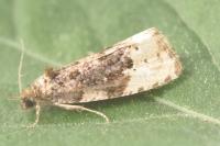 Hedya ochroleucana