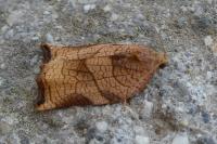 Archips podana