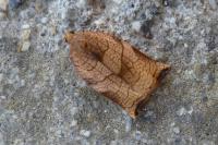 Archips podana