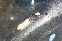 Trichophaga tapetzella