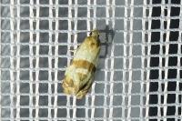 Phalonidia contractana