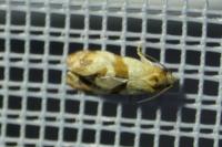 Phalonidia contractana