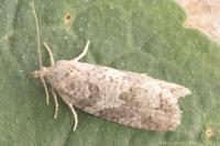 Cnephasia genitalana