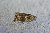 Celypha lacunana