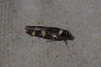 Oegoconia