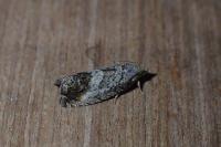 Cydia splendana