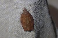Pandemis heparana