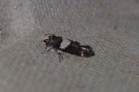 Recurvaria leucatella