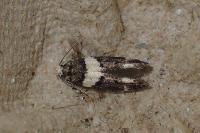 Recurvaria leucatella