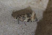 Celypha lacunana