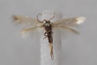 Opostega salaciella