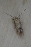 Mompha epilobiella