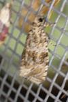 Celypha lacunana