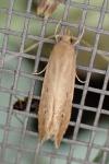 Limnaecia phragmitella