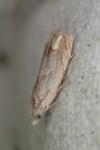 Eucosma conterminana