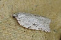 Acleris kochiella