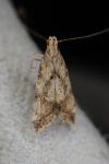 Brachmia blandella