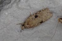 Agonopterix arenella