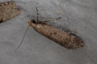 Pexicopia malvella
