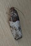 Gypsonoma aceriana