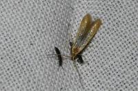 Coleophora flavipennella