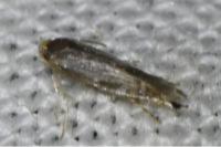 Phyllonorycter rajella