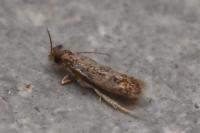 Infurcitinea italica