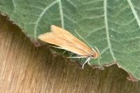 Helcystogramma rufescens