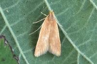 Helcystogramma rufescens