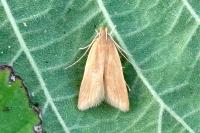 Helcystogramma rufescens